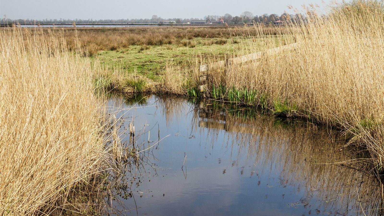 Narrow water channel winding between tall golden reed beds